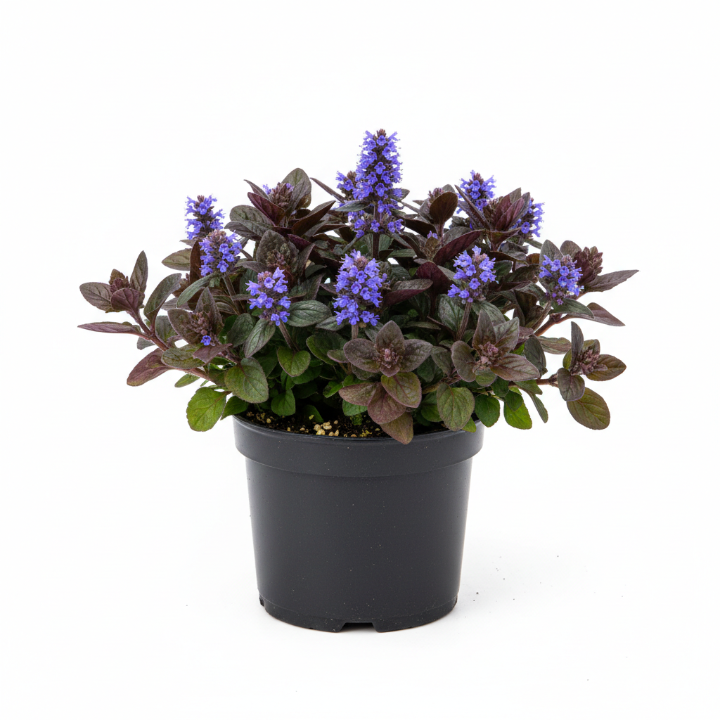 Ajuga