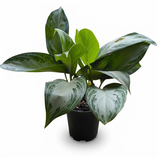 Aglaonema Assorted
