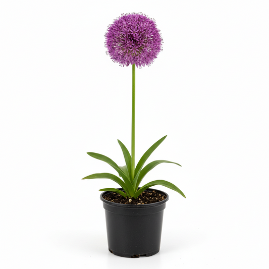 Allium