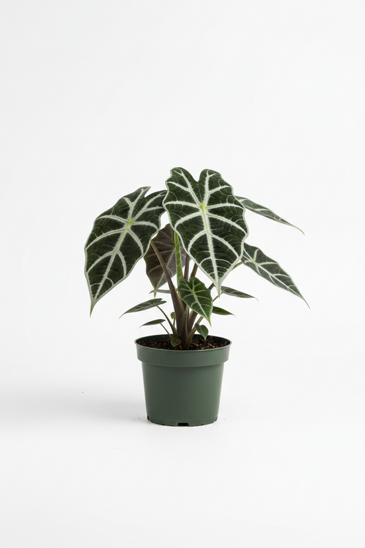 Alocasia Frydek 4in