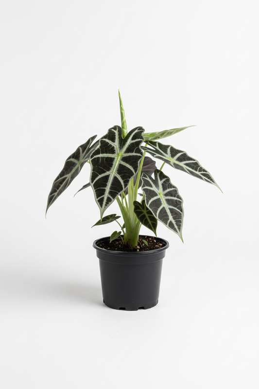 Alocasia Polly 4in