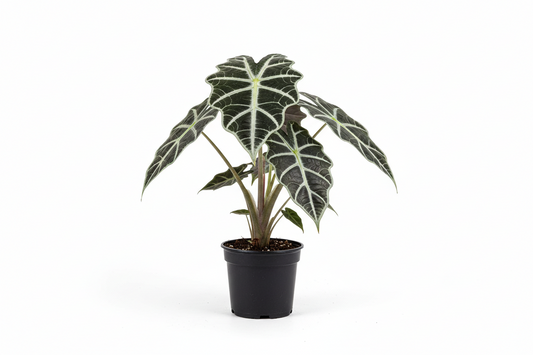 Alocasia