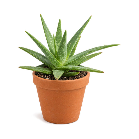 Aloe vera plant in a terracotta pot