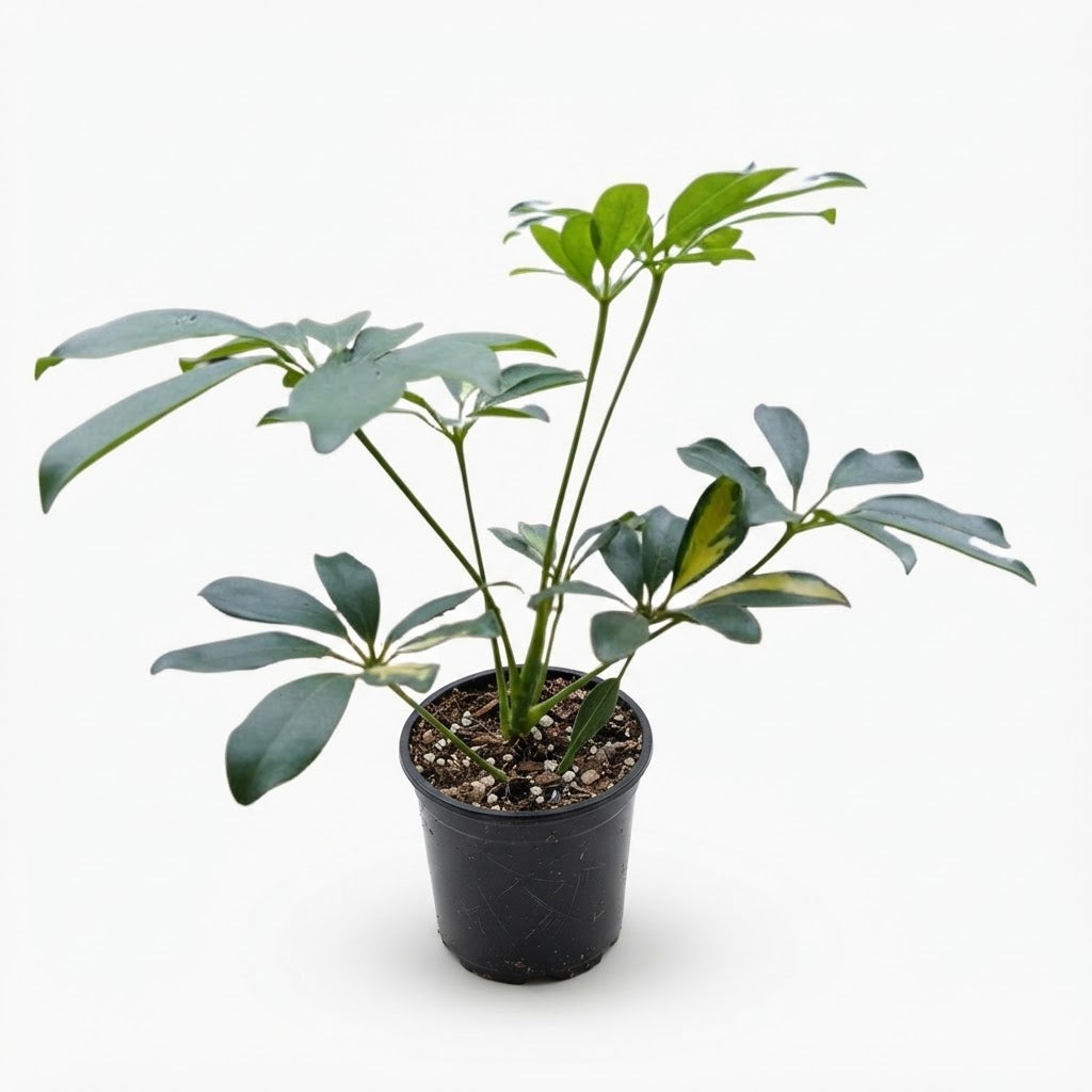 Schefflera arboricola plant