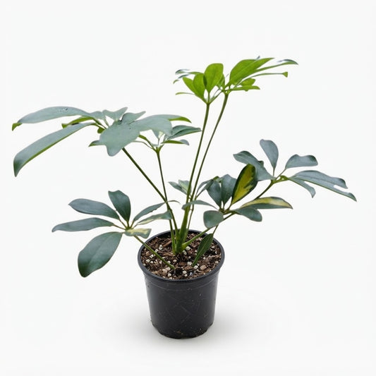 Arboricola