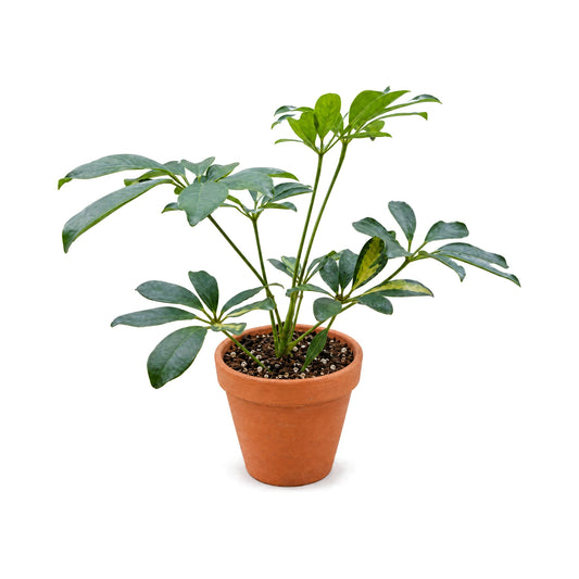 Schefflera arboricola plant in a terracotta pot