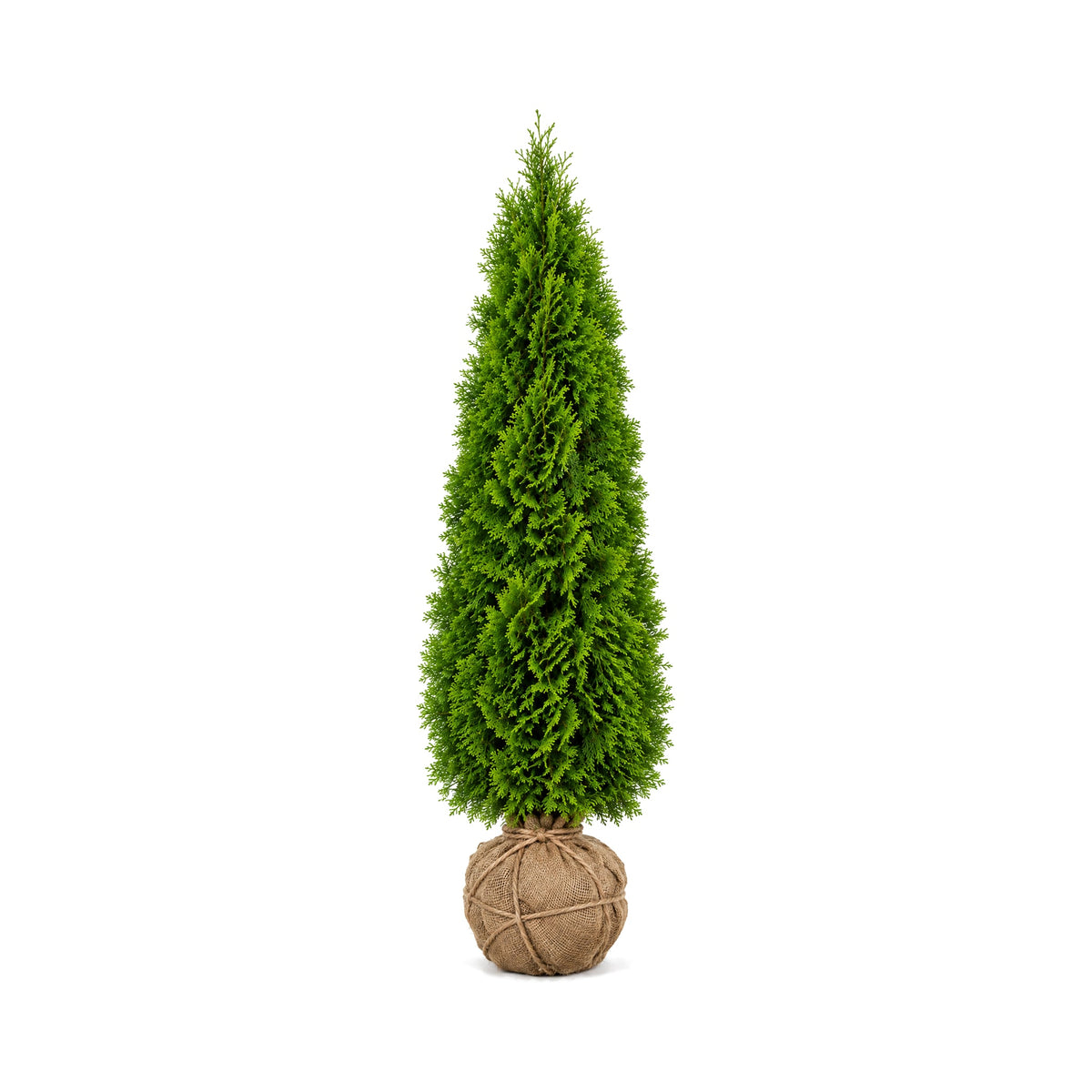Emerald Green arborvitae with a burlap-wrapped root ball (B&B)