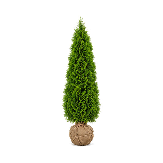 Emerald Green arborvitae with a burlap-wrapped root ball (B&B)