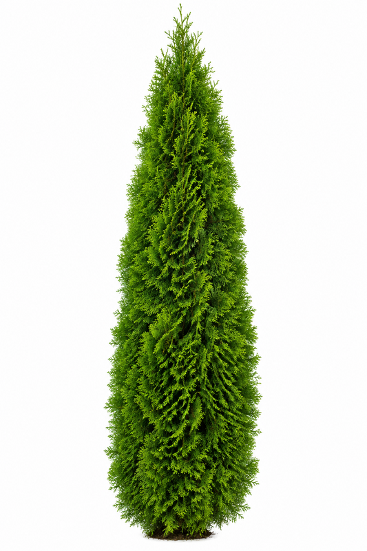 Arborvitae Emerald Green
