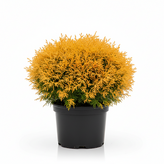 Arborvite Reingold 3gal
