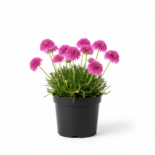 Armeria 1 gal