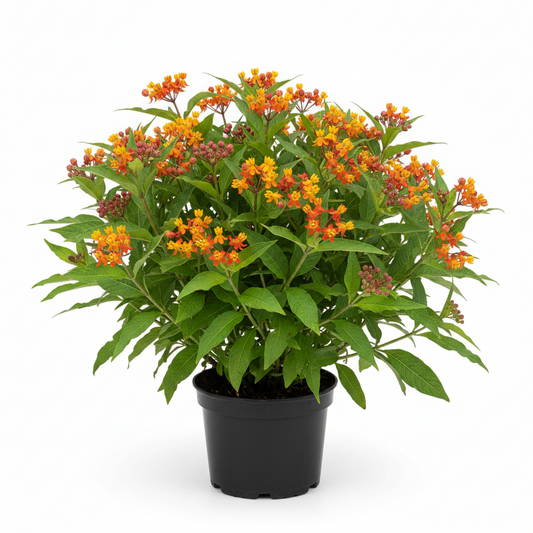 Ascelpias
