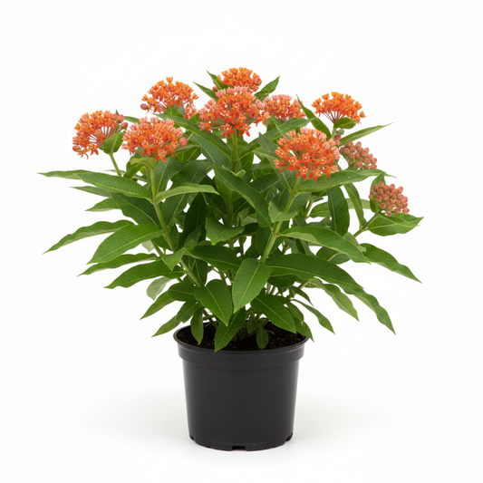 Asclepias (Milkweed)