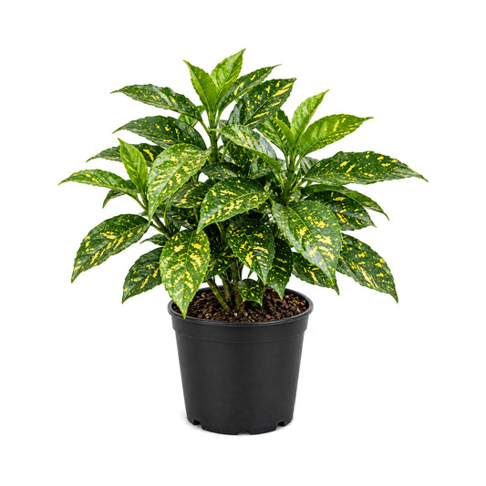 Aucuba shrub with variegated leaves in a black grower's pot