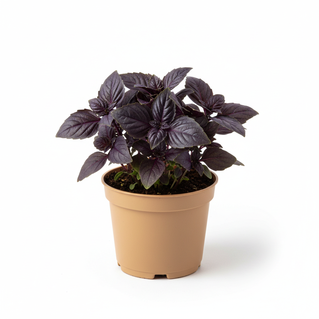 Basil Purple
