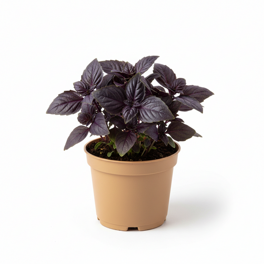 Basil Purple
