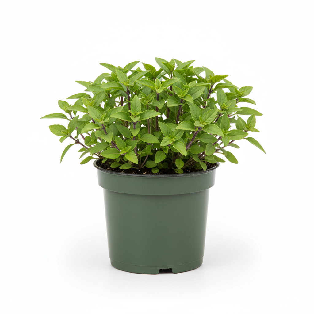 Basil Spicy Bush