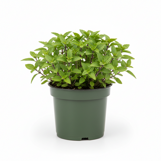 Basil Spicy Bush