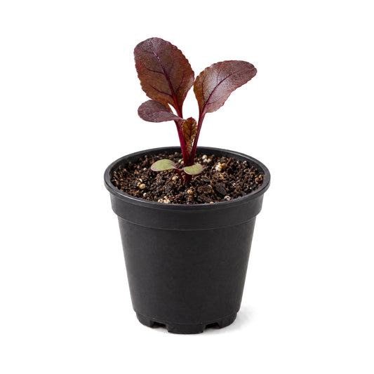 Bull's Blood beet seedlings in a black grower's pot