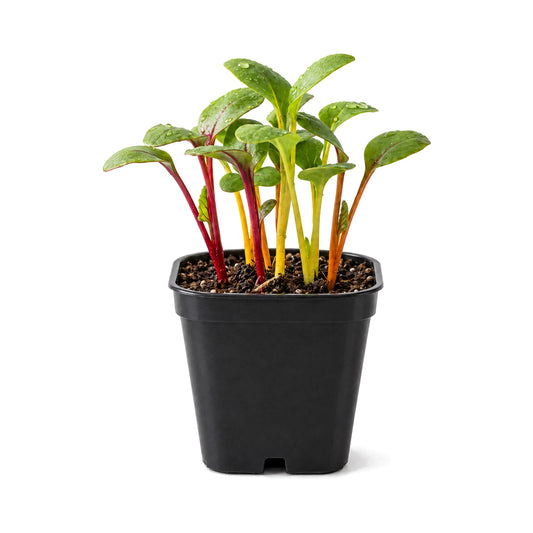 Rainbow beet seedlings in a black grower's pot