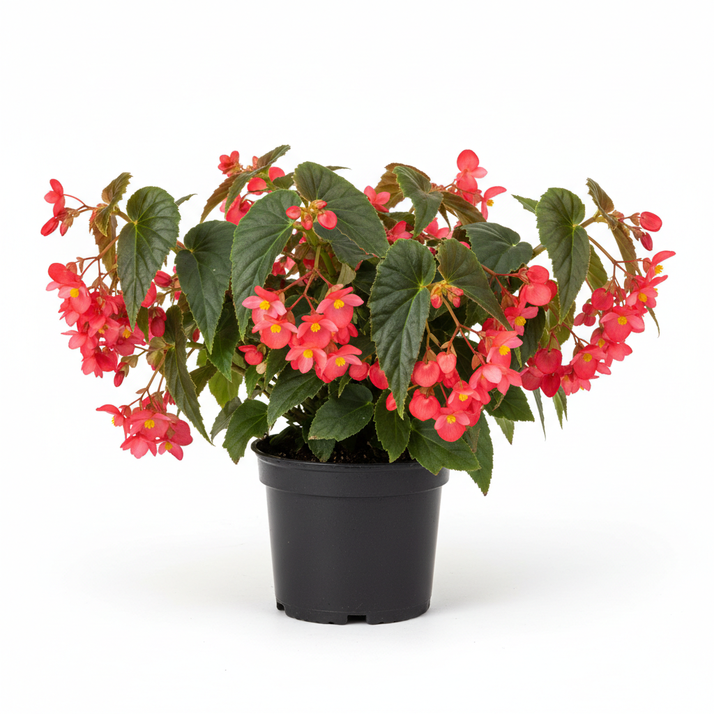 Begonia Dragon Wing 4.5 in