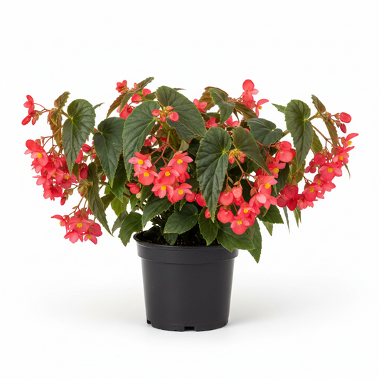 Begonia Dragon Wing 4.5 in