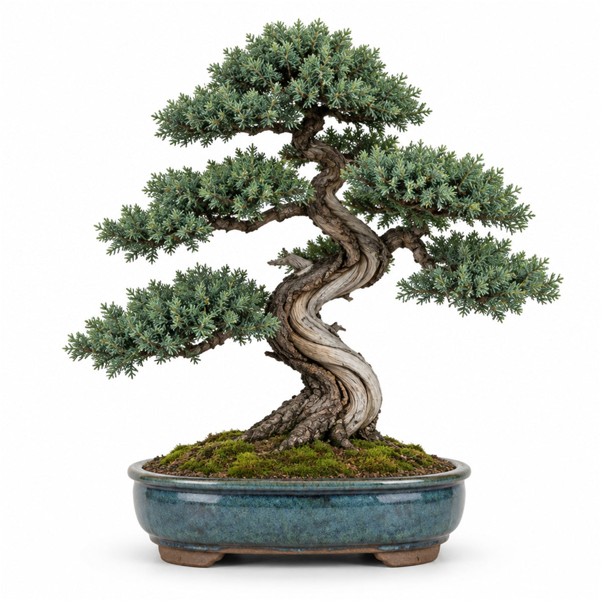 Juniper bonsai in an 8 inch ceramic bonsai pot