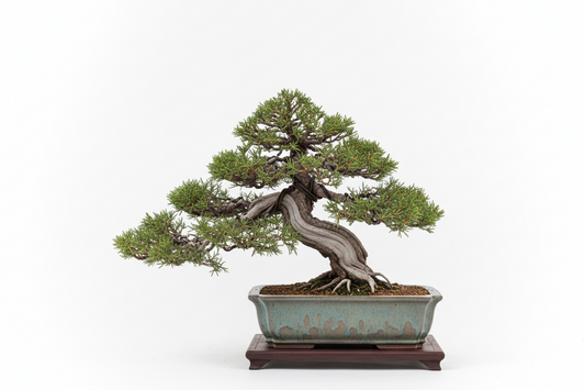 Bonsai Juniper in Ceramic