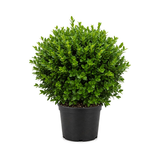 Boxwood Sempervirens shrub in a black grower's pot