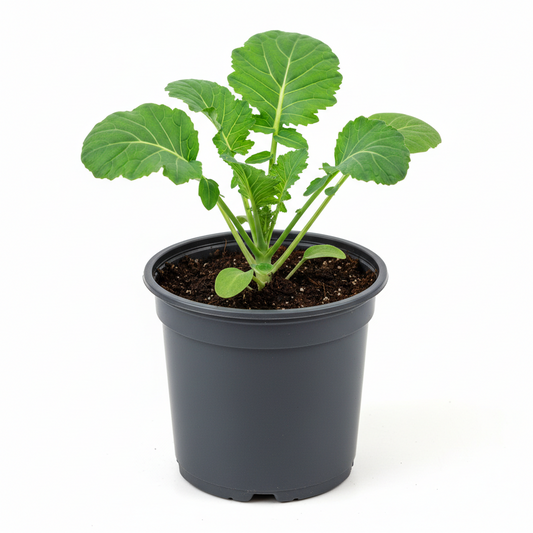 Broccoli