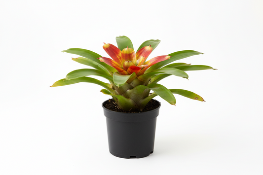 Bromeliad 4 in