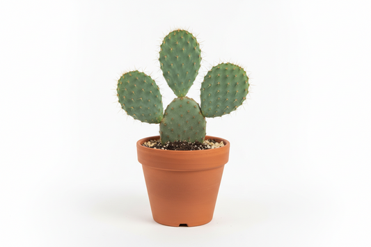 Cactus Prickly Pear 6 in