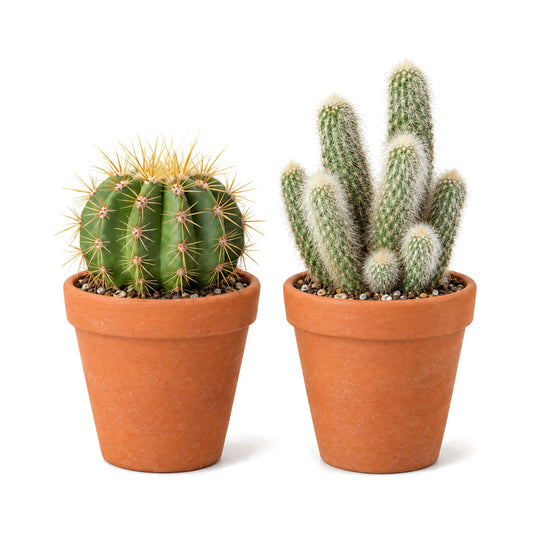 Two cactus plants in terracotta pots