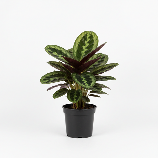 Calathea