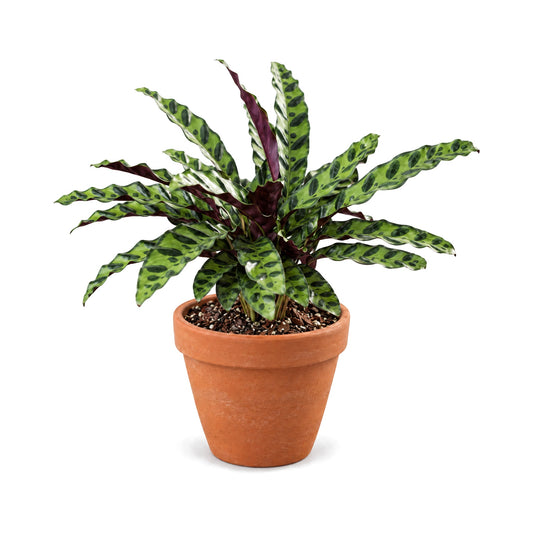 Calathea Rattlesnake with patterned wavy leaves in a terracotta pot