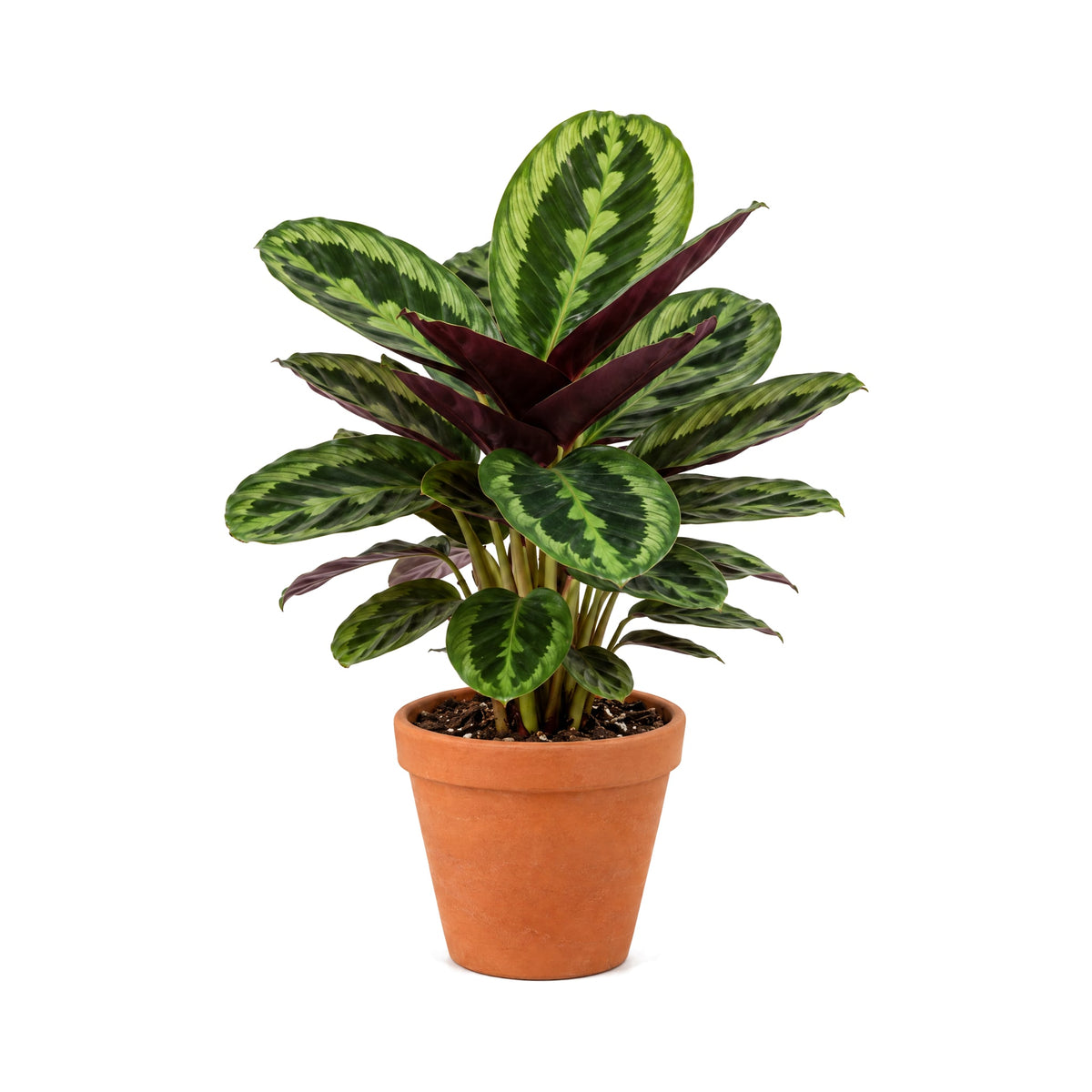 Calathea in a terracotta pot