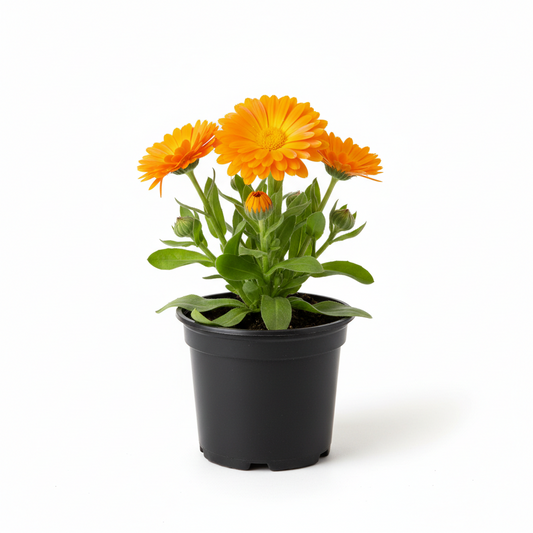 Calendula 4-5"