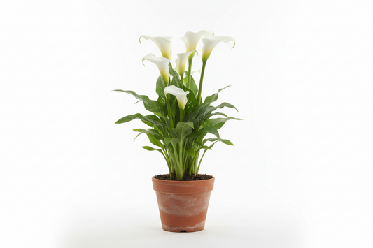 Calla Lily 6 in