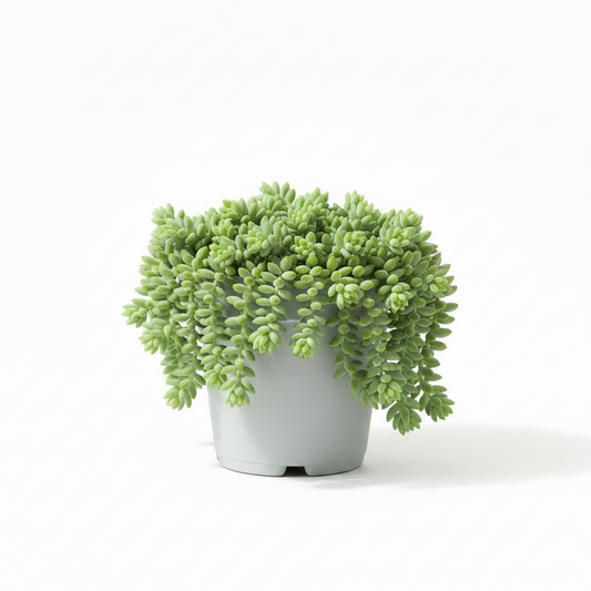 Burro's Tail 4"