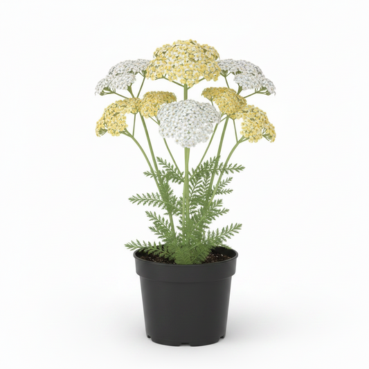 Yarrow Achillea millefolium