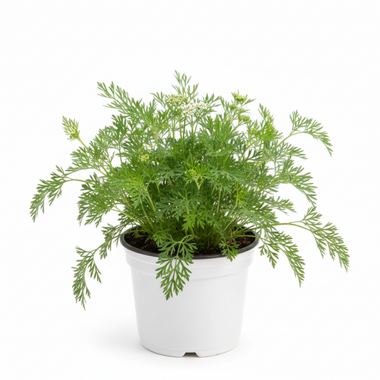 caraway 4.5 in