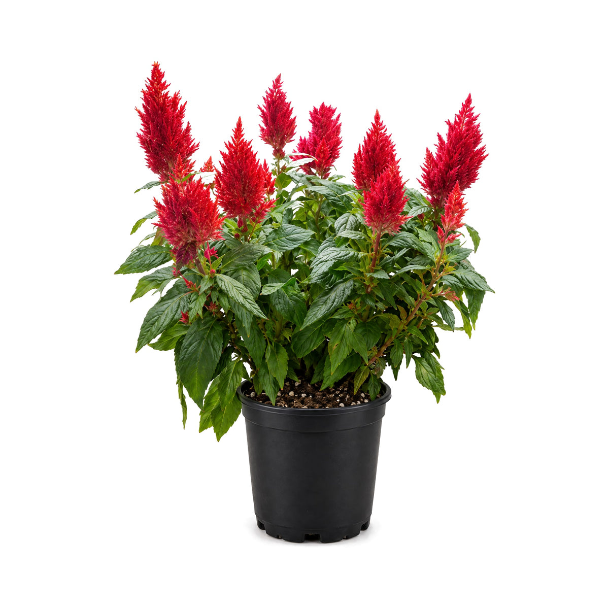 Celosia with red plume flowers in a black grower's pot