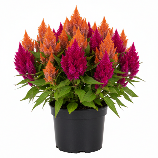 Celosia