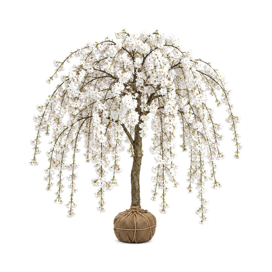 Snow Fountain weeping cherry in bloom with a burlap-wrapped root ball (B&B)