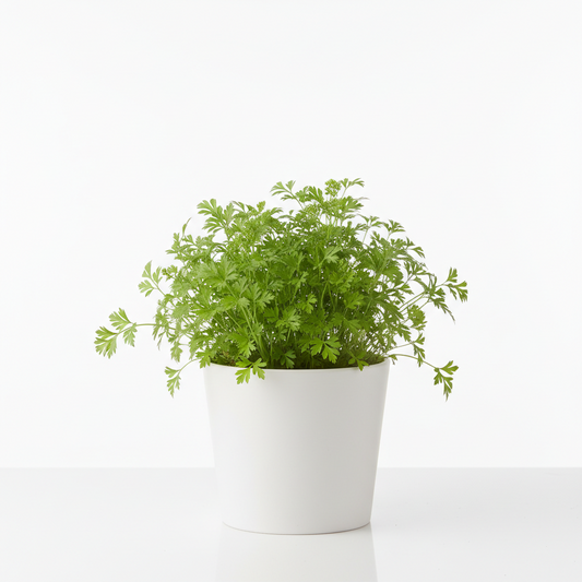 Chervil 4.5