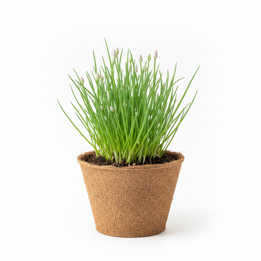Chives