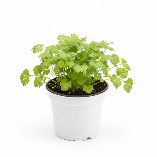 Cilantro