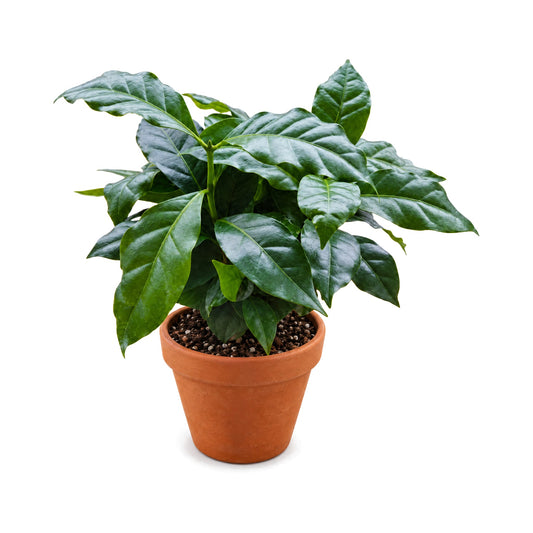 Coffee plant with glossy green leaves in a terracotta pot