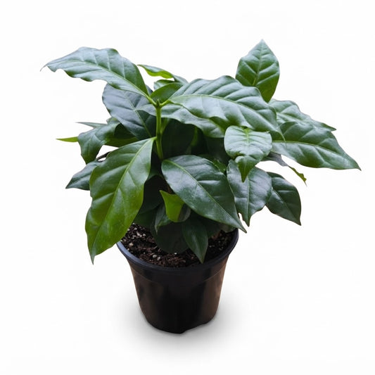 Coffee Plant