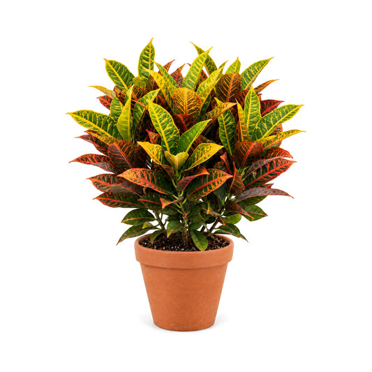 Croton plant with colorful leaves in a terracotta pot